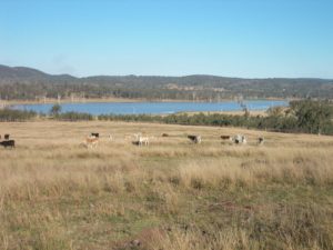 Windera-Station-Grassland